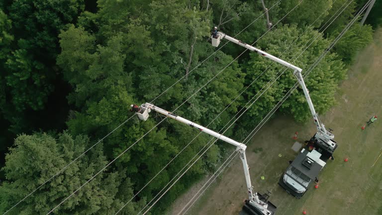 Best Hazardous Tree Removal  in Ashland, PA